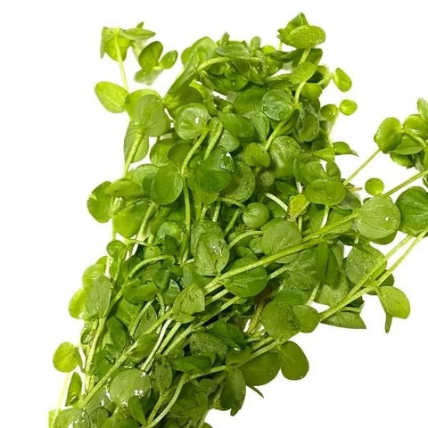 BUY 2 GET 1 FREE Giant Baby Tears (Micranthemum Umbrosum)