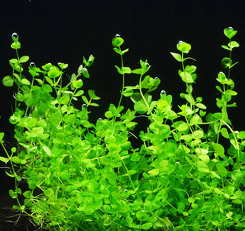 BUY 2 GET 1 FREE Giant Baby Tears (Micranthemum Umbrosum)