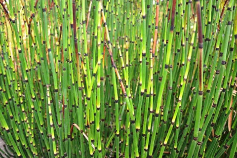 BUY 2 GET 1 FREE Dwarf Cattail Graceful, Dwarf Horestail Rush, Dwarf Bluebell (Dwarf Pond Pack 1) Easy Live Aquarium Pond Aquatic Plant