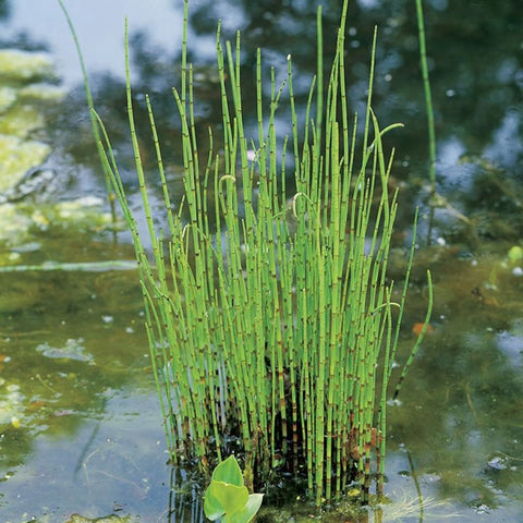 BUY 2 GET 1 FREE Dwarf Cattail Graceful, Dwarf Horestail Rush, Dwarf Bluebell (Dwarf Pond Pack 1) Easy Live Aquarium Pond Aquatic Plant
