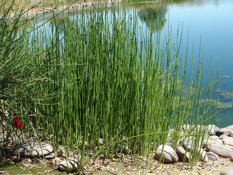 BUY 2 GET 1 FREE Purple Pickerel, White Pickerel, Corkscrew Rush ( Pond Plant Pack 3 ) - Easy Live Aquarium Pond Aquatic Plant