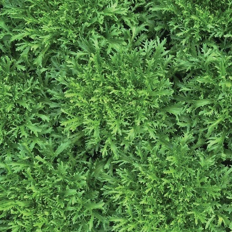 Endive - Olesh Tres Fine Seedling