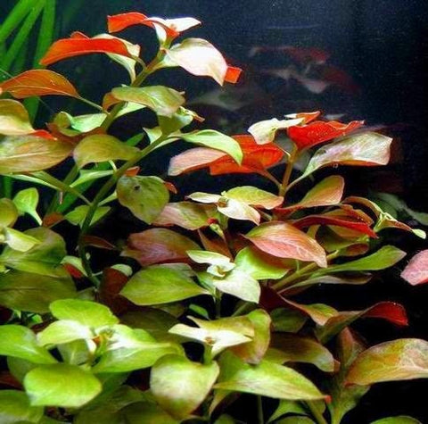 BUY 2 GET 1 FREE Ludwigia Repens