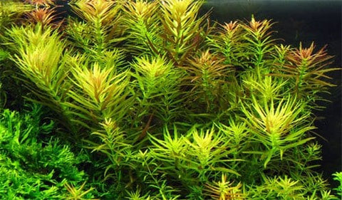 BUY 2 GET 1 FREE Limnophila Hippuridoides (Aromatica)