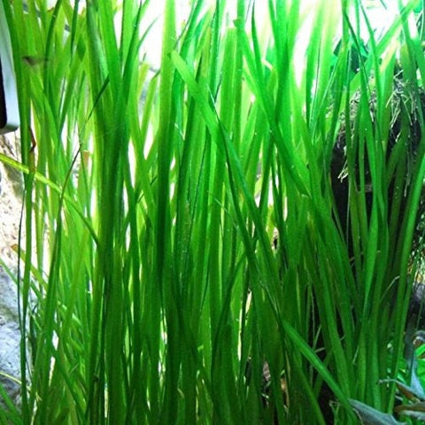 BUY 2 GET 1 FREE Vallisneria Americana