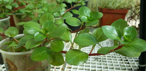BUY 2 GET 1 FREE Ludwigia Repens