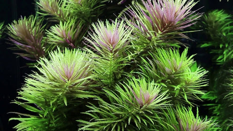 BUY 2 GET 1 FREE Limnophila Hippuridoides (Aromatica)