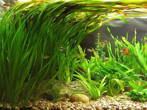 BUY 2 GET 1 FREE Vallisneria Americana