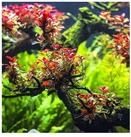 BUY 2 GET 1 FREE Ludwigia Super Red "Mini"