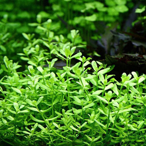 BUY 2 GET 1 FREE Bacopa monnieri (Moneywort)