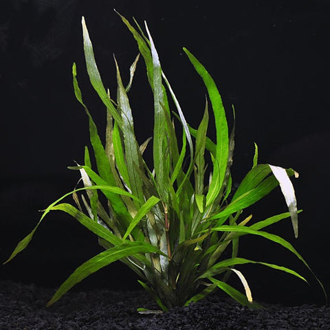 BUY 2 GET 1 FREE Hygrophila Angustifolia  (Hygro Willow)