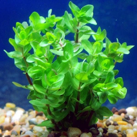 BUY 2 GET 1 FREE Bacopa caroliniana (Lemon Bacopa)