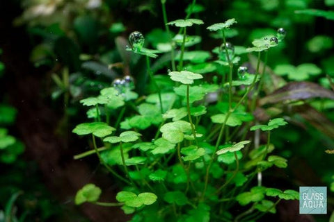 BUY 2 GET 1 FREE Hydrocotyle Tripartita sp. Japan