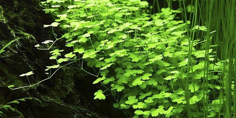 BUY 2 GET 1 FREE Hydrocotyle Tripartita sp. Japan