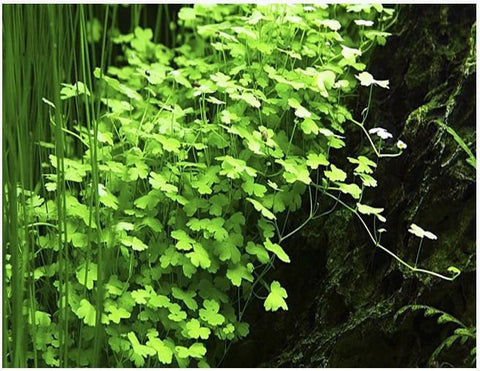 BUY 2 GET 1 FREE Hydrocotyle Tripartita sp. Japan