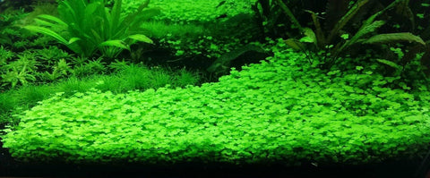 BUY 2 GET 1 FREE Hydrocotyle Tripartita sp. Japan