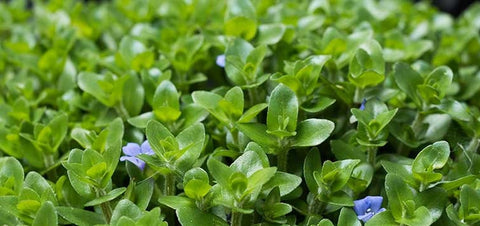BUY 2 GET 1 FREE Bacopa caroliniana (Lemon Bacopa)
