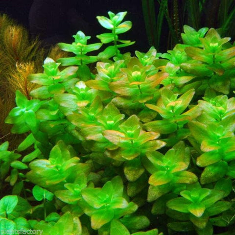 BUY 2 GET 1 FREE Bacopa caroliniana (Lemon Bacopa)
