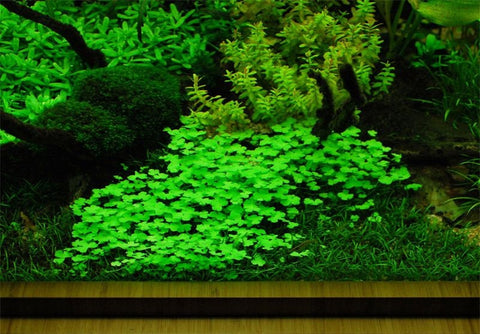 BUY 2 GET 1 FREE Hydrocotyle Tripartita sp. Japan