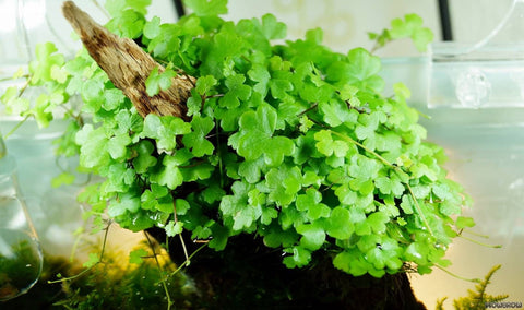 BUY 2 GET 1 FREE Hydrocotyle Tripartita sp. Japan