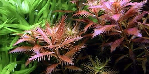 BUY 2 GET 1 FREE Mermaid Weed-Proserpinaca Palustris