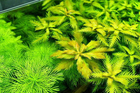 BUY 2 GET 1 FREE Mermaid Weed-Proserpinaca Palustris