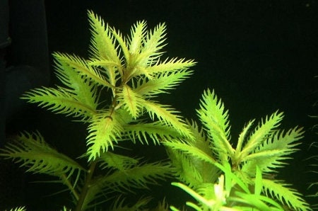 BUY 2 GET 1 FREE Mermaid Weed-Proserpinaca Palustris