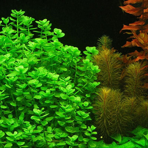 BUY 2 GET 1 FREE Bacopa monnieri (Moneywort)