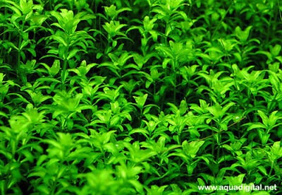 BUY 1 GET 1 FREE Pearlweed (Hemianthus micranthemoides)