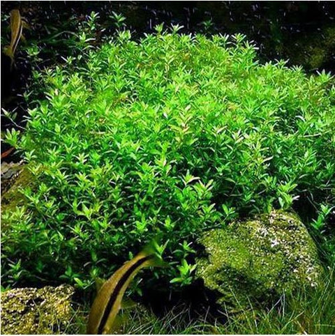 BUY 1 GET 1 FREE Pearlweed (Hemianthus micranthemoides)