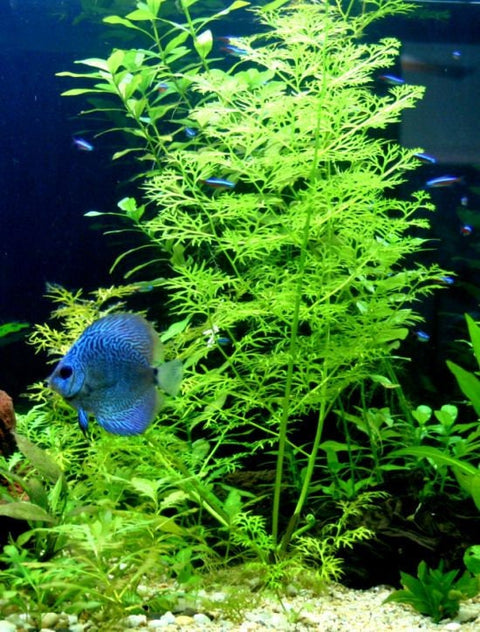 BUY 2 GET 1 FREE Water Sprite (Water Fern, Indian Fern)