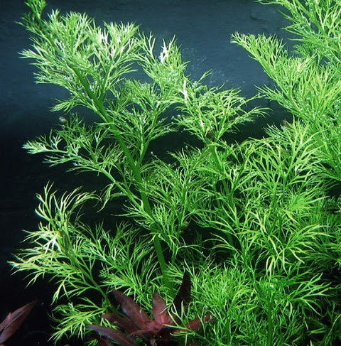 BUY 2 GET 1 FREE Water Sprite (Water Fern, Indian Fern)