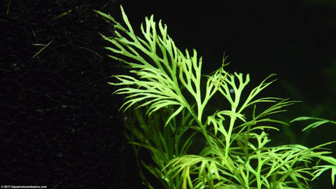 BUY 2 GET 1 FREE Water Sprite (Water Fern, Indian Fern)