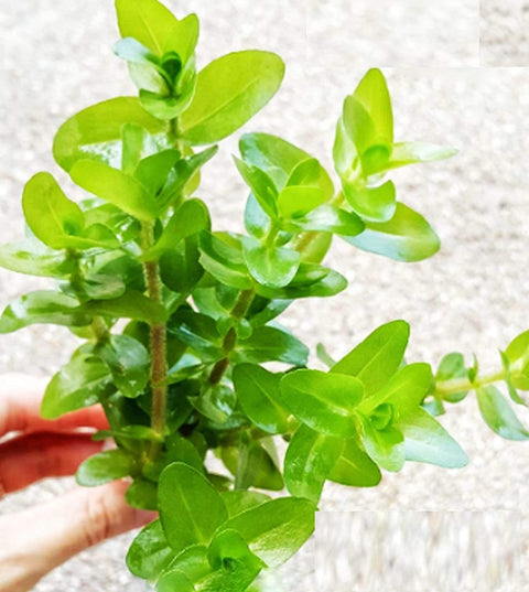 BUY 2 GET 1 FREE Bacopa caroliniana (Lemon Bacopa)