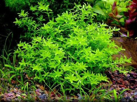 BUY 1 GET 1 FREE Pearlweed (Hemianthus micranthemoides)