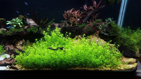 BUY 1 GET 1 FREE Pearlweed (Hemianthus micranthemoides)