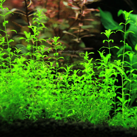 BUY 1 GET 1 FREE Pearlweed (Hemianthus micranthemoides)