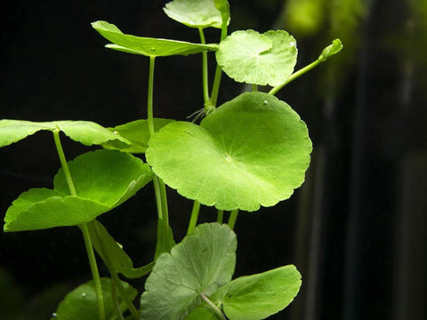 BUY 2 GET 1 FREE Brazilian Pennywort (Hydrocotyle Leucocephala)