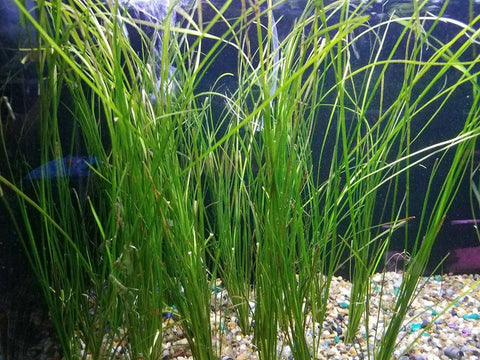 BUY 2 GET 1 FREE Vallisneria Americana