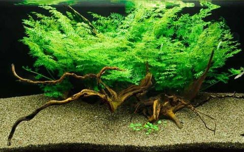 BUY 2 GET 1 FREE Water Sprite (Water Fern, Indian Fern)
