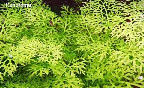 BUY 2 GET 1 FREE Water Sprite (Water Fern, Indian Fern)