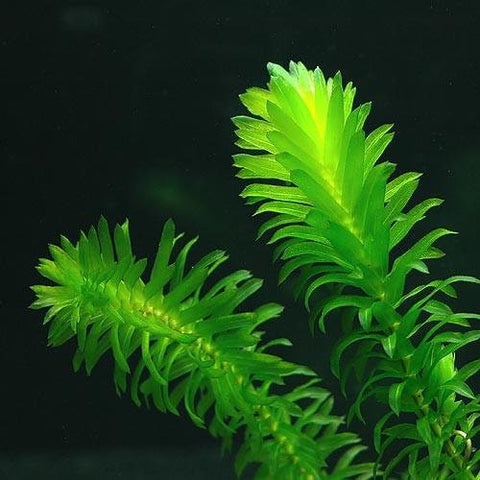 BUY 2 GET 1 FREE Anacharis Elodea