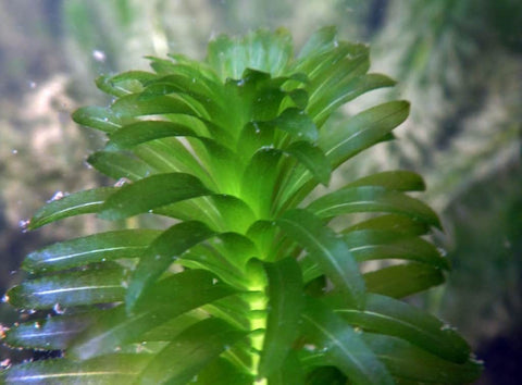 BUY 2 GET 1 FREE Anacharis Elodea