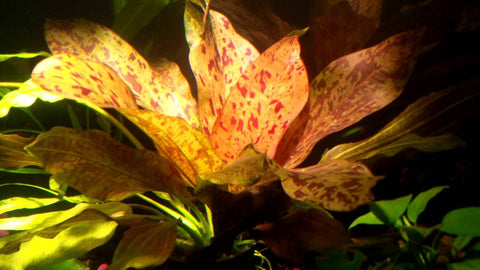 BUY 1 GET 1 FREE Red Flame Sword (Echinodorus)