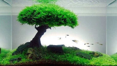 christmas moss bonsai tree BUY 2 GET 1 FREE Christmas Moss (Vesicularia montagnei)