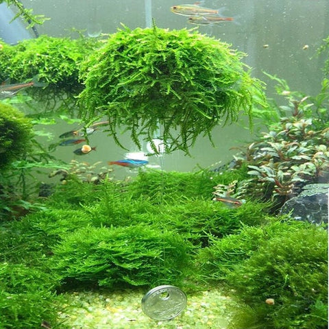 BUY 2 GET 1 FREE Christmas Moss (Vesicularia Montagnei)-Easy Live Aquarium Pond Aquatic Plant