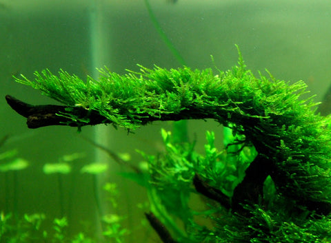 BUY 2 GET 1 FREE Christmas Moss (Vesicularia Montagnei)-Easy Live Aquarium Pond Aquatic Plant