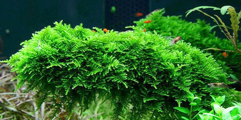 BUY 2 GET 1 FREE Christmas Moss (Vesicularia Montagnei)-Easy Live Aquarium Pond Aquatic Plant