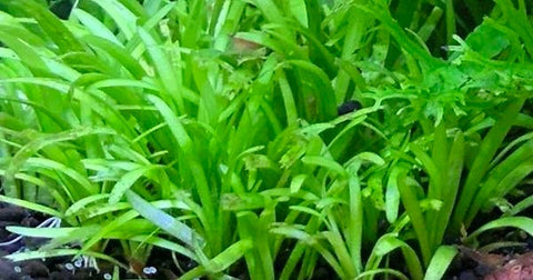 BUY 2 GET 1 FREE Dwarf Sagittaria (Sagittaria Subulata, Narrow-leaved arrowhead)