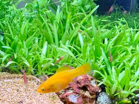 BUY 2 GET 1 FREE Dwarf Sagittaria (Sagittaria Subulata, Narrow-leaved arrowhead)